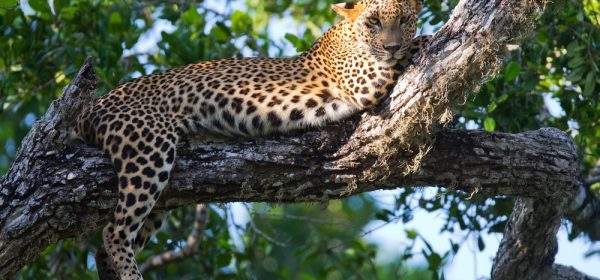 classic sri lanka tour