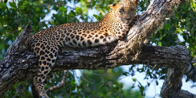 classic sri lanka tour