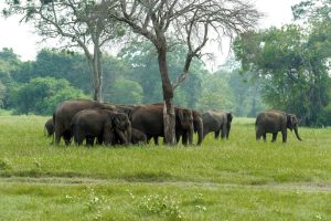 kaudulla safari day tour