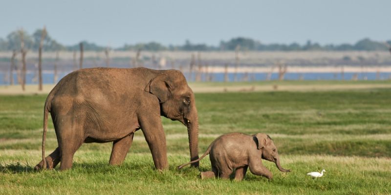 minneriya safari day tour