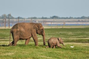 minneriya safari day tour