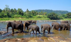 pinnawala day tour2