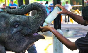 pinnawala day tour3