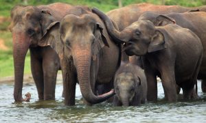 pinnawala day tour4