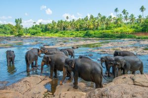 pinnawala elephant orphanage