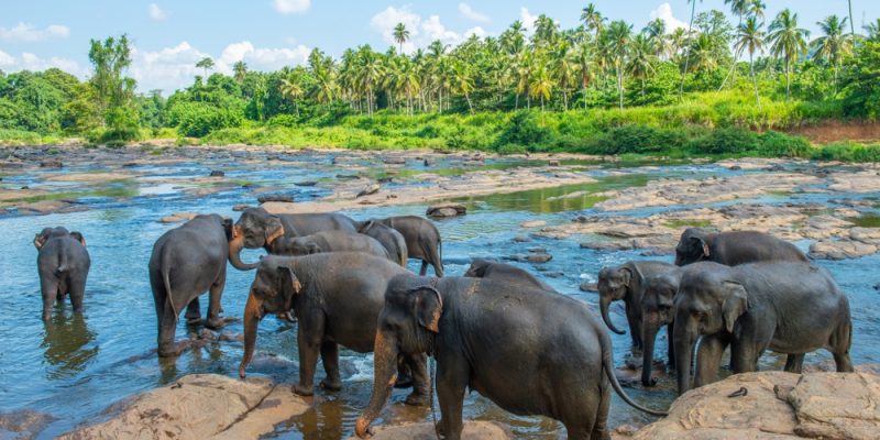 pinnawala elephant orphanage