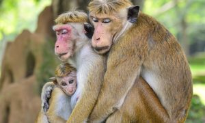 polonnaruwa day tour 3