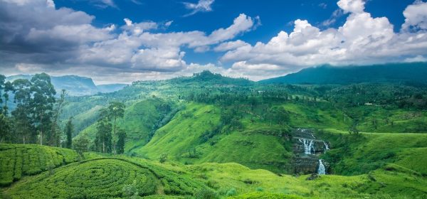 sri lanka tea