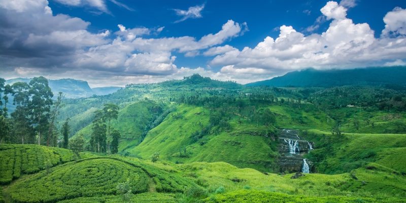 sri lanka tea