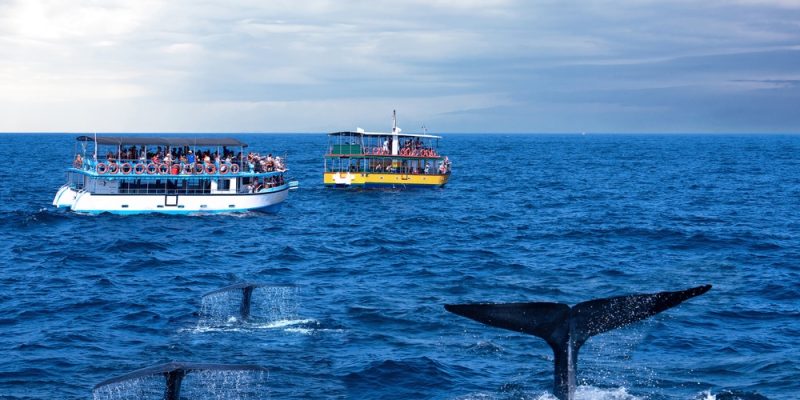 whale watching mirissa day tour