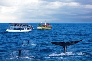 whale watching mirissa day tour