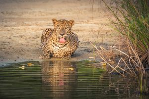 wilpattu safari day tour