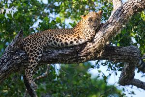 yala safari day tour
